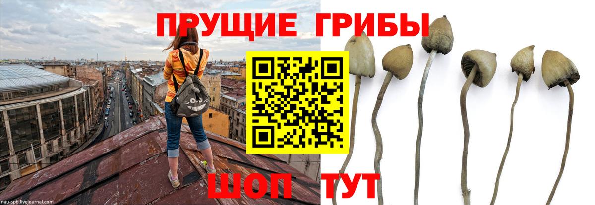 Острогожск  Псилоцибиновые грибы прущие грибы  Псилоцибиновые грибы Psilocybe  Вход с VPN 